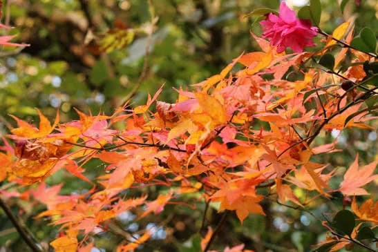 秋(9〜11月)